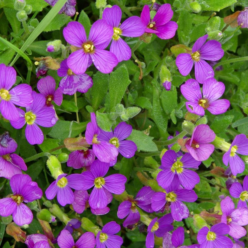 Aubrieta canescens subsp. cilicica - Aubrezia (Fioritura)