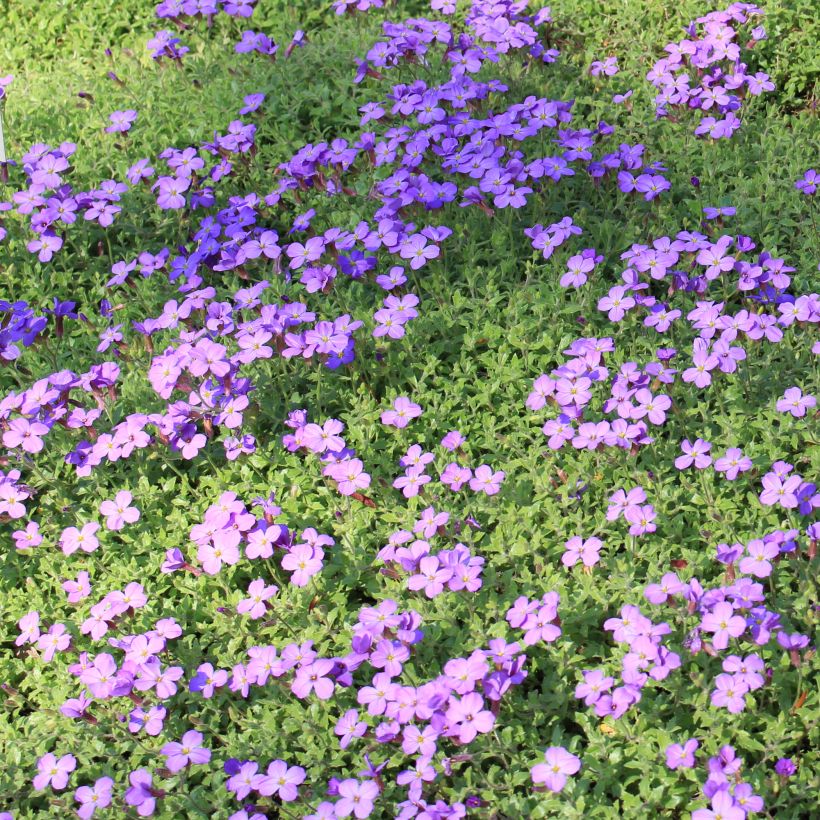 Aubrieta canescens subsp. cilicica - Aubrezia (Porto)