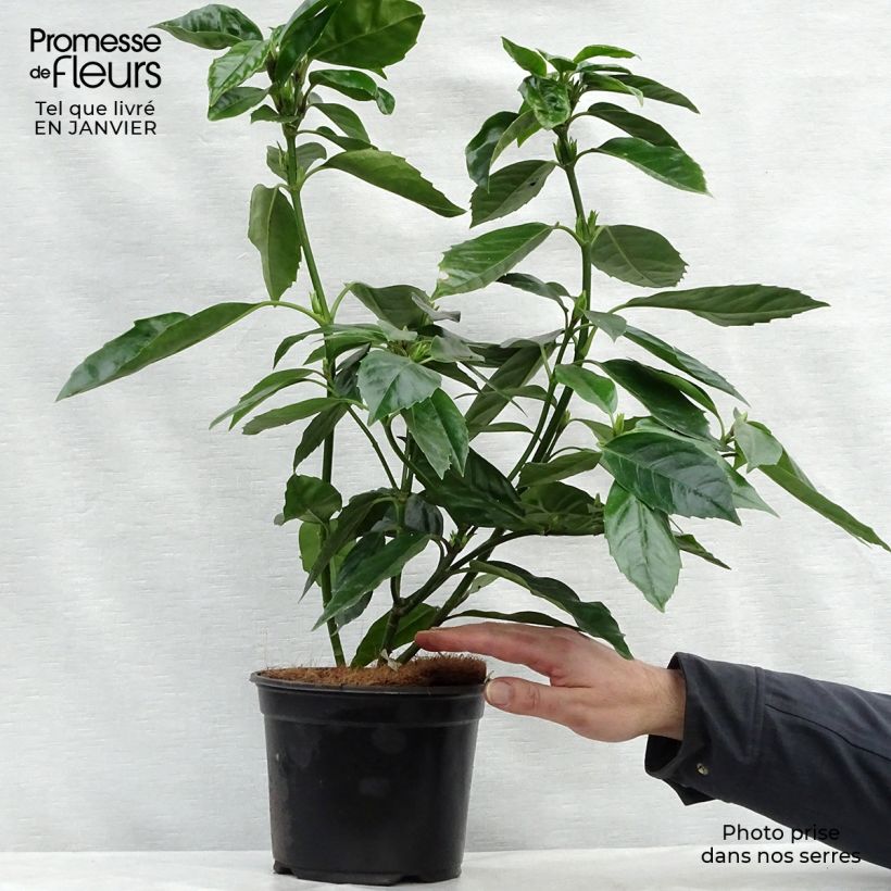 Aucuba japonica - Laurier du Japon Pot de 3L/4L esemplare consegnato in inverno