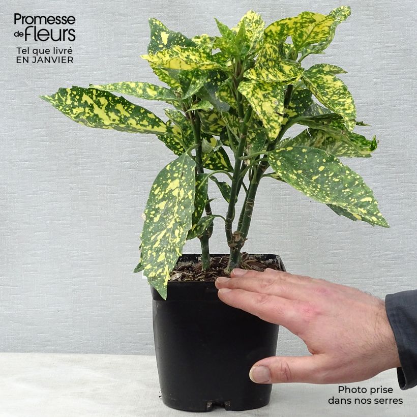 Aucuba japonica Crotonifolia 20/25cm en pot de 2L esemplare consegnato in inverno