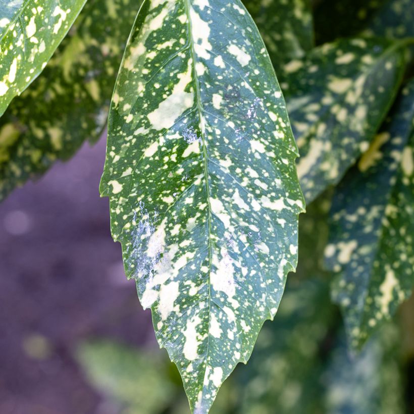 Aucuba japonica Crotonifolia (Fogliame)