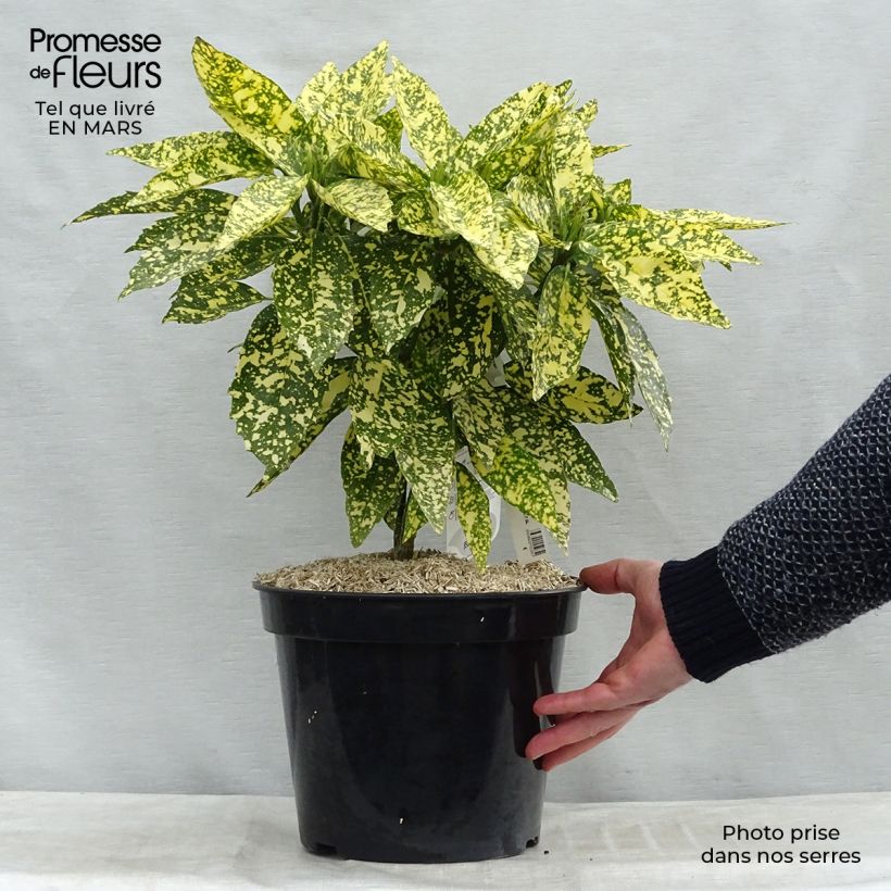 Aucuba japonica Crotonifolia en pot de 7,5L/10L esemplare consegnato in inverno