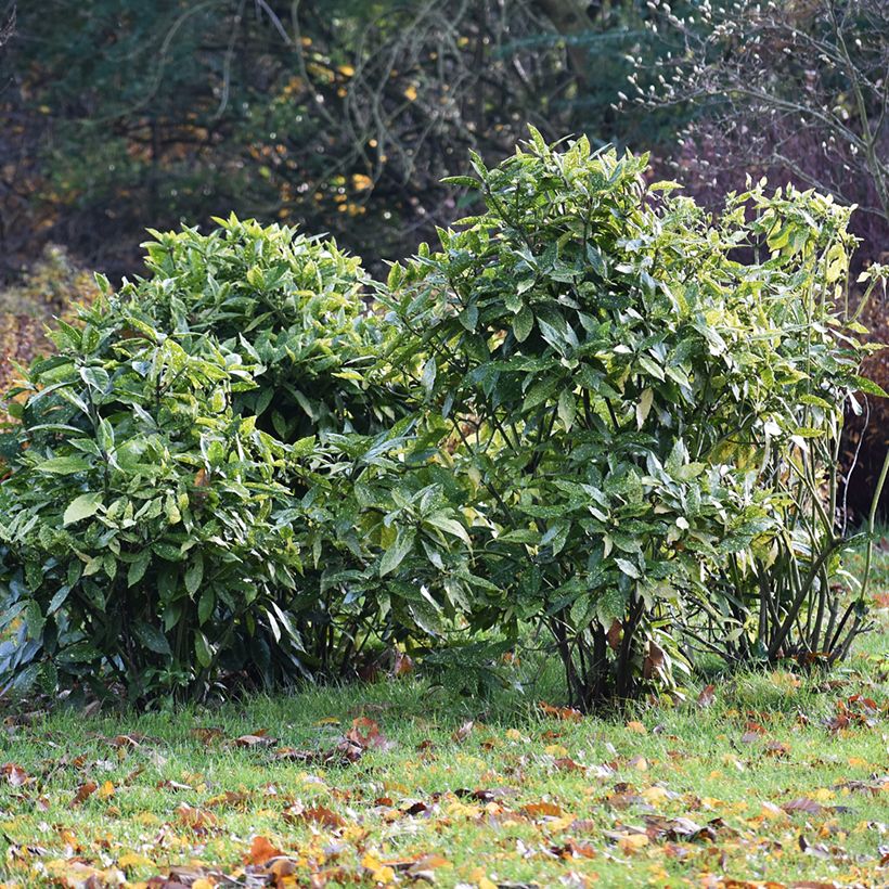 Aucuba japonica (Porto)