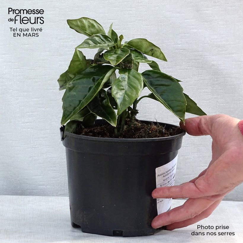 Aucuba japonica Rozannie - Aucuba du Japon  Pot de 2L/3L esemplare consegnato in inverno