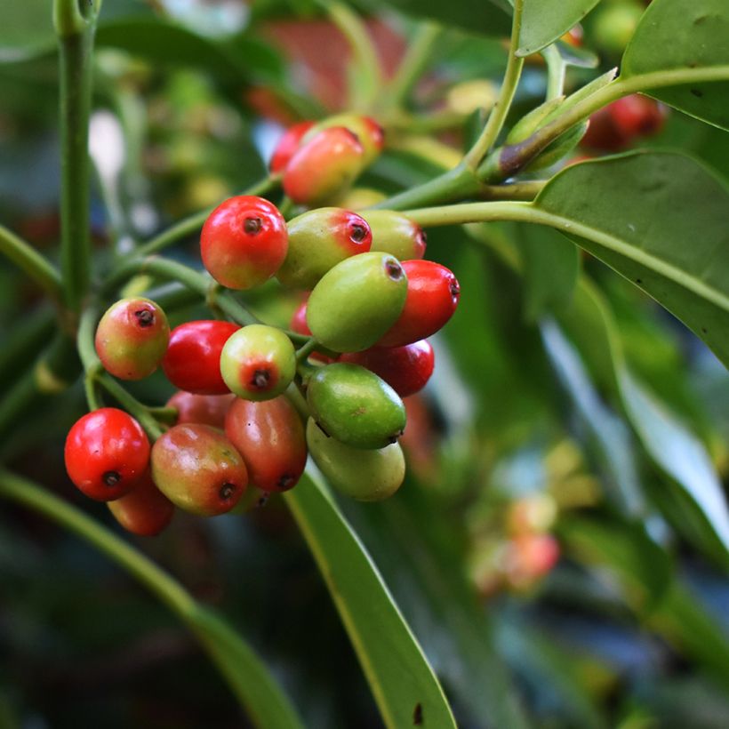 Aucuba japonica Rozannie (Raccolta)