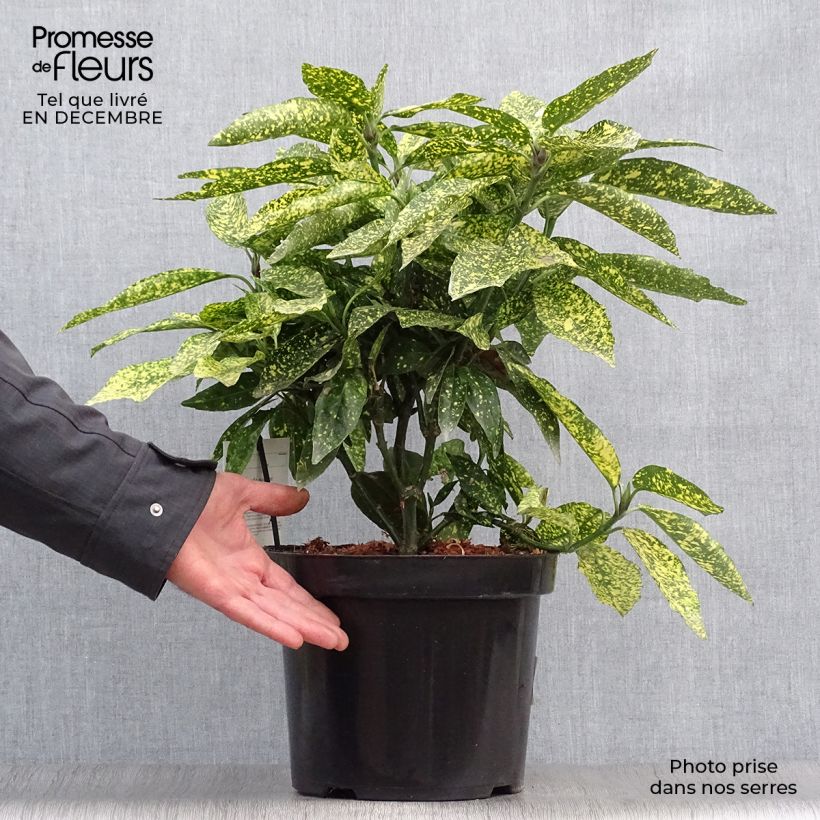 Aucuba japonica Variegata en pot de 7,5L/10L esemplare consegnato in inverno