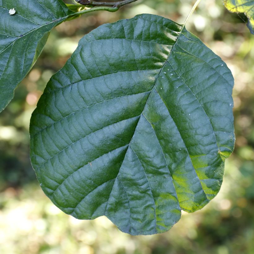 Alnus glutinosa - Ontano comune (Fogliame)