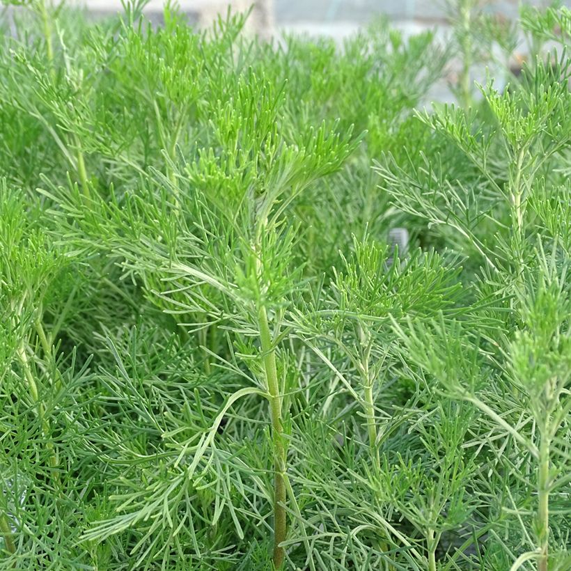 Artemisia abrotanum - Abrotano (Fogliame)