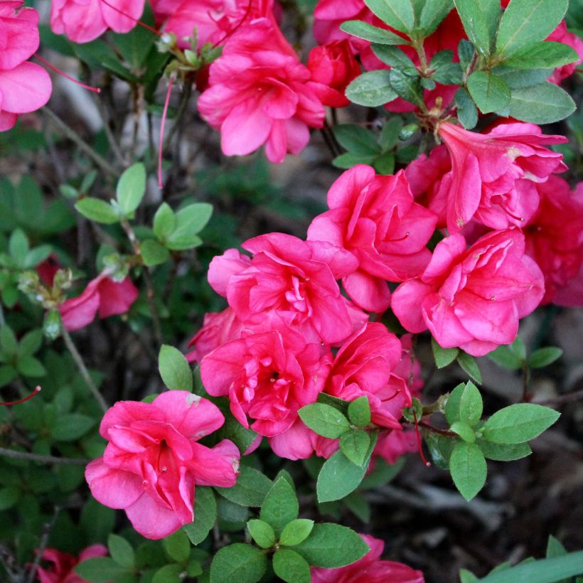 Azalea japonica Christina (Fioritura)