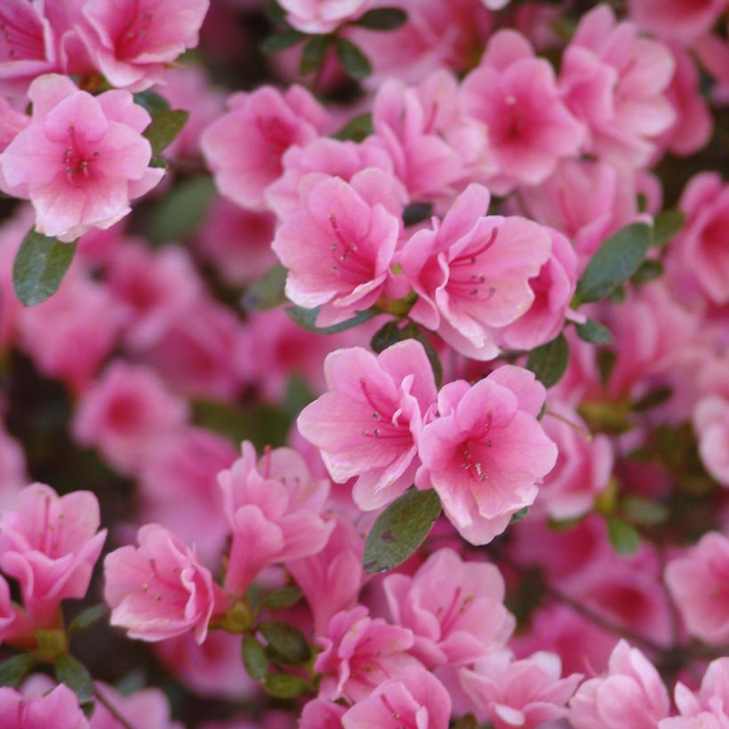 Azalea japonica Kirin (Fioritura)