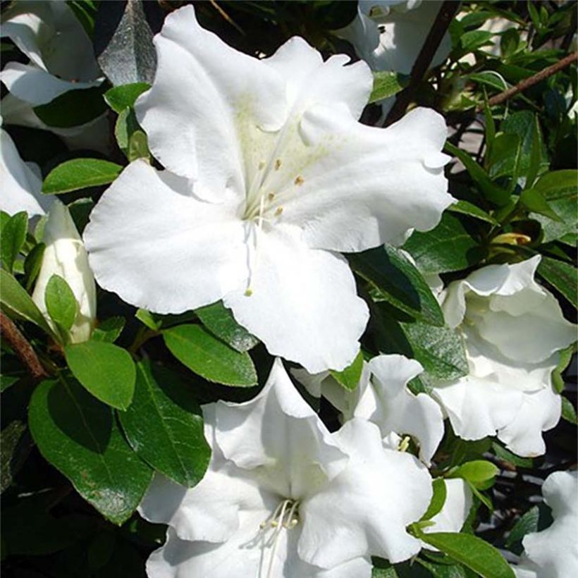 Azalea japonica Dorothy Heiden (Fioritura)