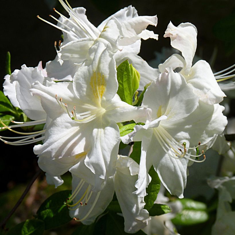 Azalea Oxydol (Fioritura)