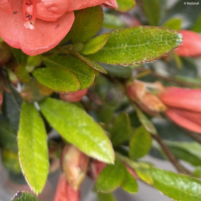 Azalea nakaharae Pink Cascade (Fogliame)