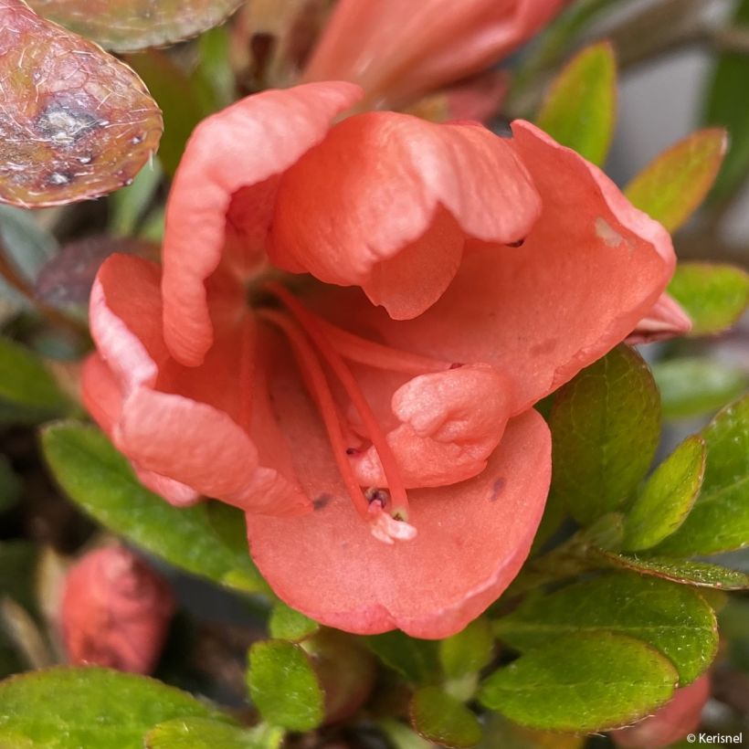 Azalea nakaharae Pink Cascade (Fioritura)