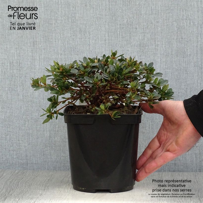 Azalée couvre-sol Pink Cascade - Azalea nakaharae Pot de 2L/3L esemplare consegnato in inverno