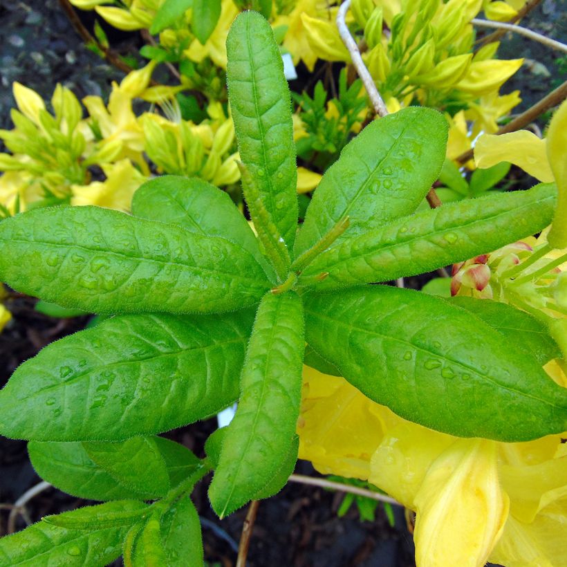 Azalea Anneke (Fogliame)