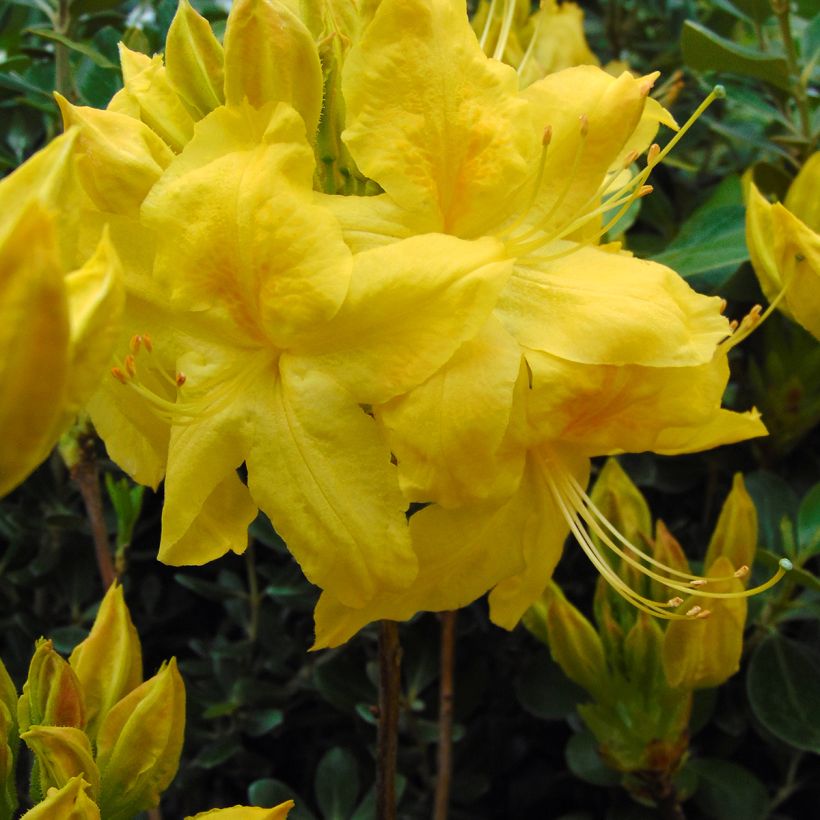 Azalea Anneke (Fioritura)