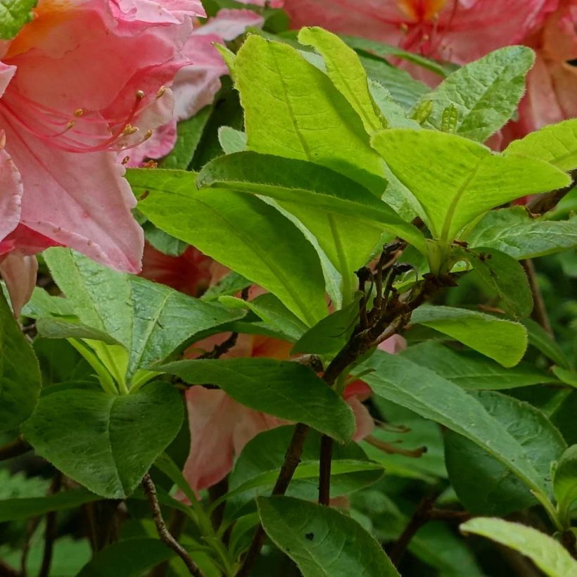 Azalea mollis Cecile (Fogliame)