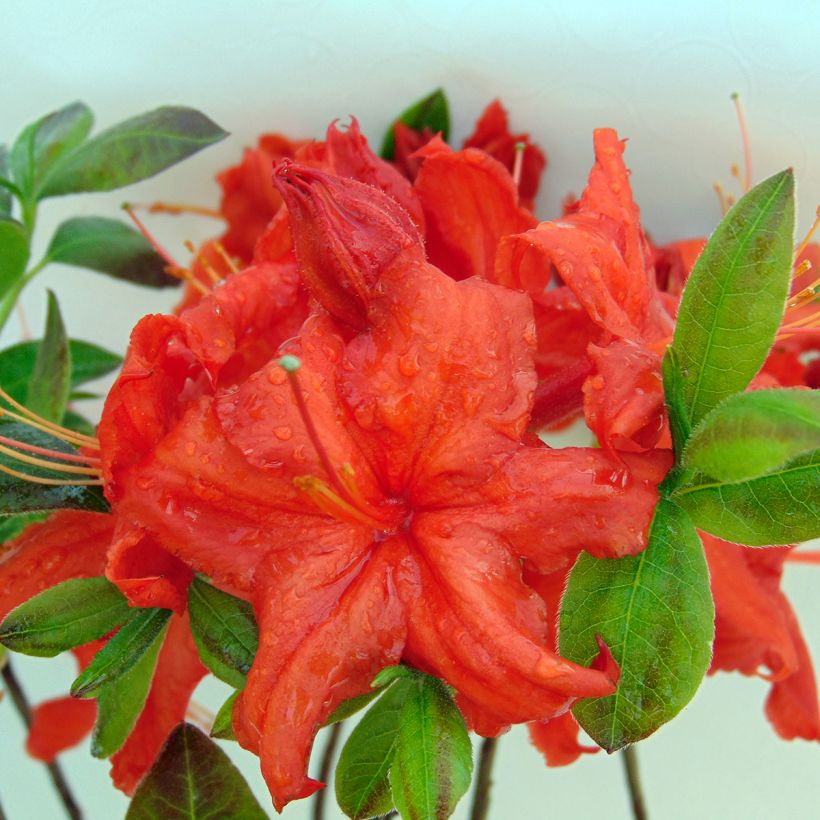 Azalea Fire Ball (Fioritura)