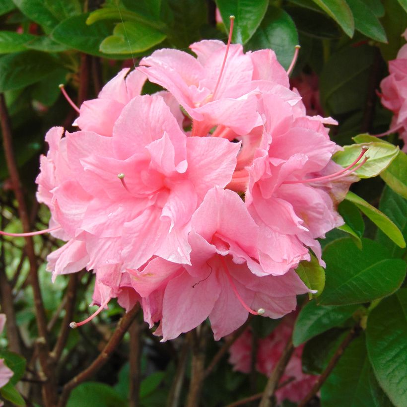 Azalea Kilian (Fioritura)