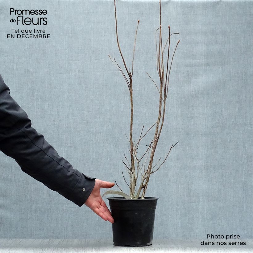 Azalée de Chine Lingot d'Or - Rhododendron hybride Pot de 4L/5L esemplare consegnato in inverno