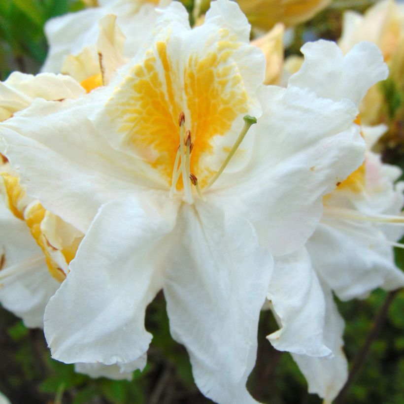 Azalea Mount Rainier (Fioritura)