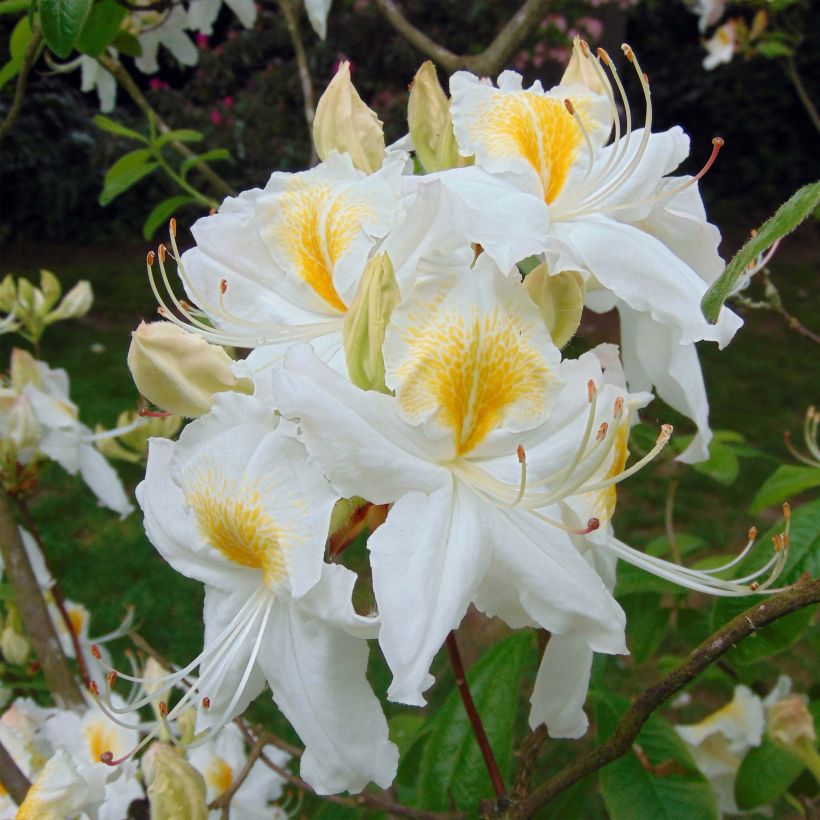 Azalea mollis Persil (Fioritura)