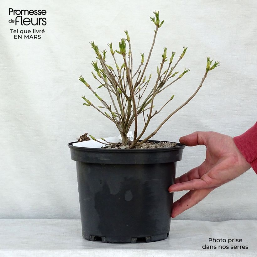 Azalée de Chine - Rhododendron luteum Pot de 4L/5L esemplare consegnato in inverno