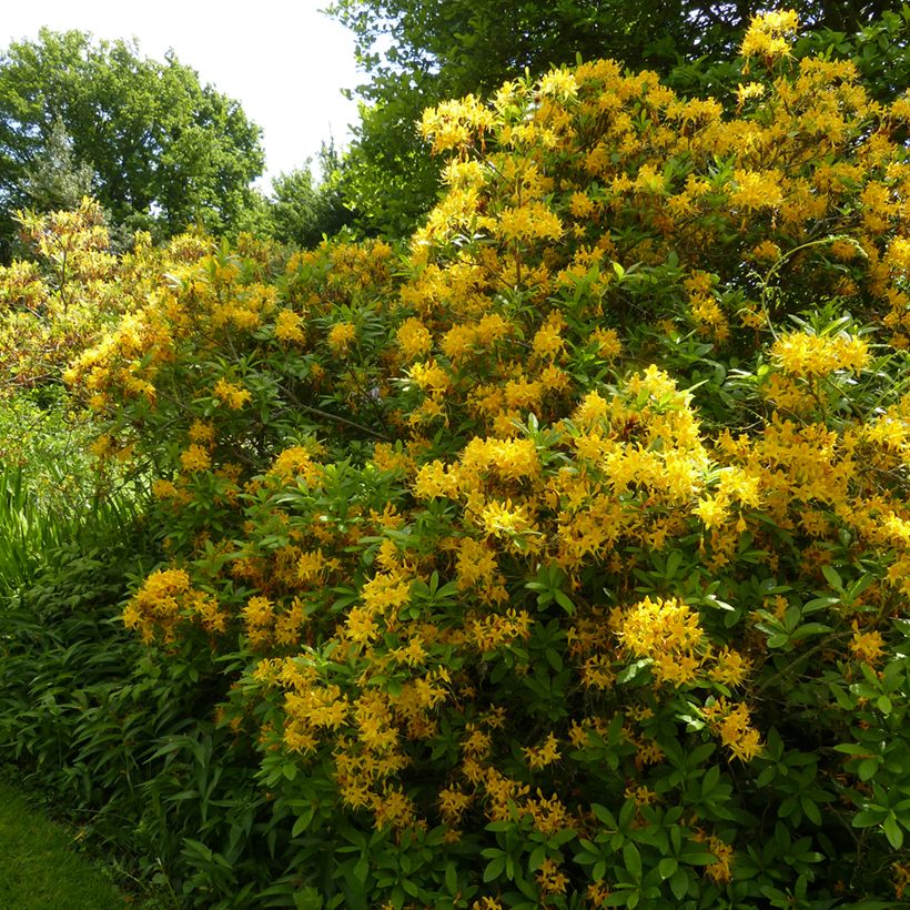 Azalea luteum - Azalea gialla (Porto)