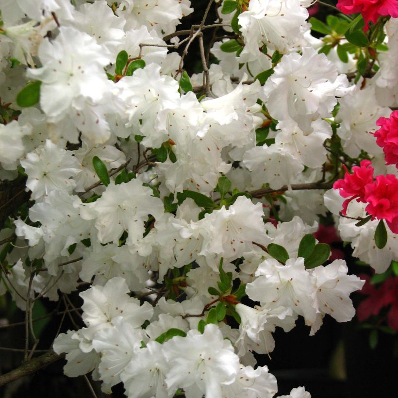 Azalea obtusum Adonis (Fioritura)