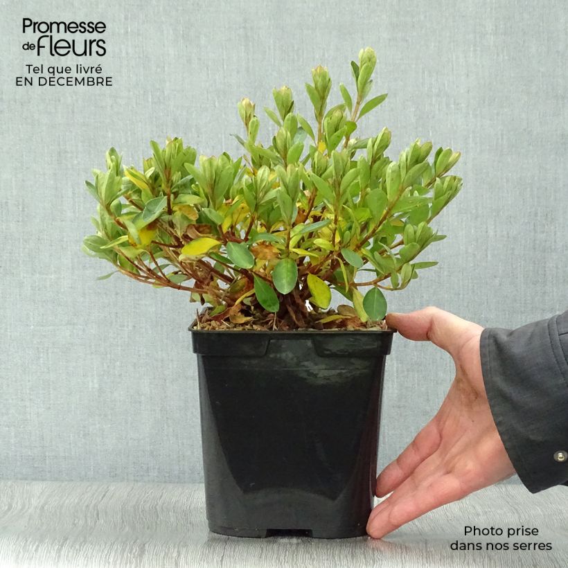 Azalée du Japon Al's Picotee - Rhododendron hybride Pot de 2L/3L esemplare consegnato in inverno