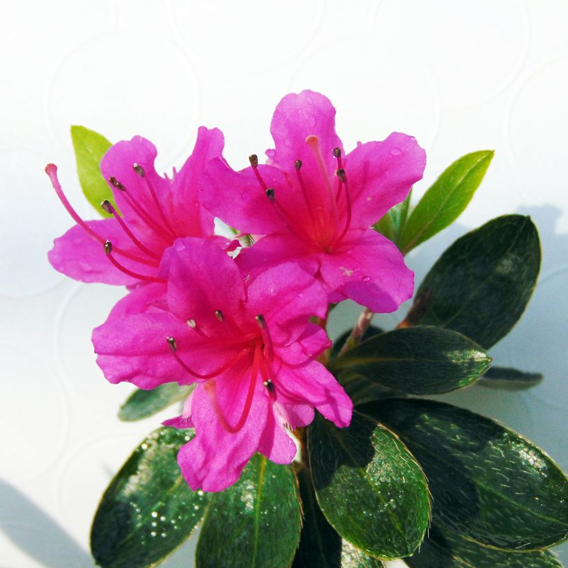 Azalea Amoena (Fioritura)