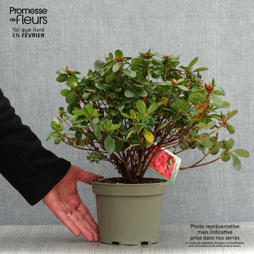 Azalée du Japon Ardeur - Rhododendron hybride Pot de 2L/3L esemplare consegnato in inverno