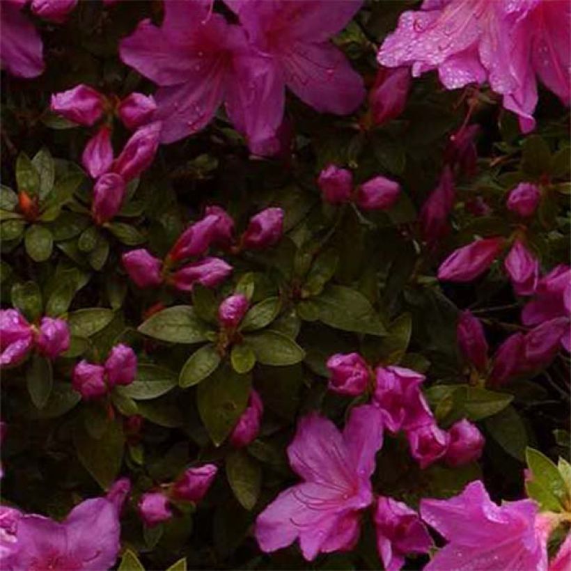 Azalea Blue Danube (Fogliame)