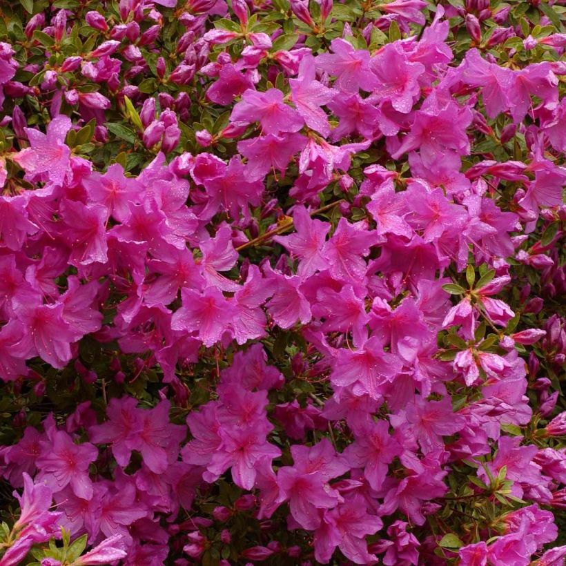 Azalea Blue Danube (Fioritura)