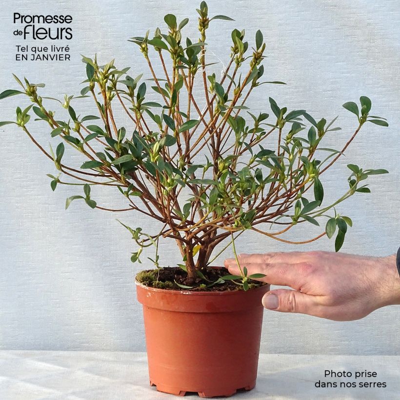 Azalée du Japon Blue Danube - Rhododendron hybride. Pot de 2L/3L esemplare consegnato in inverno