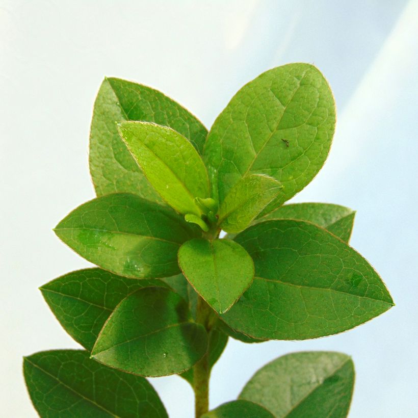 Azalea Eucharis (Fogliame)