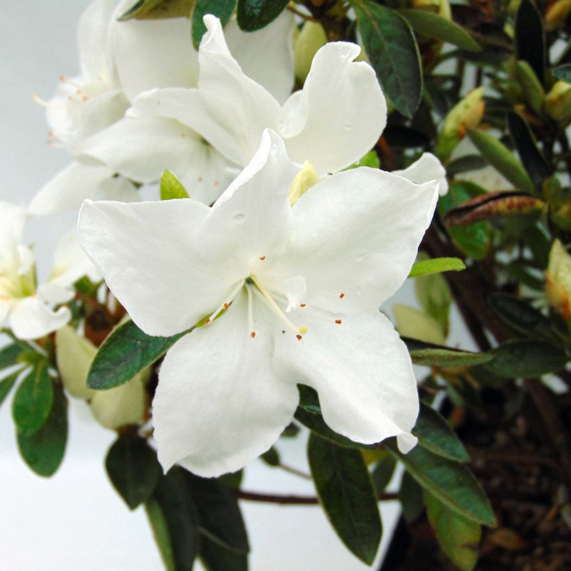 Azalea Eucharis (Fioritura)