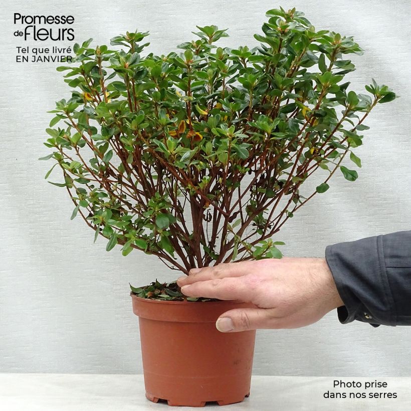 Azalée du Japon Hino-Crimson - Rhododendron hybride Pot de 2L/3L esemplare consegnato in inverno