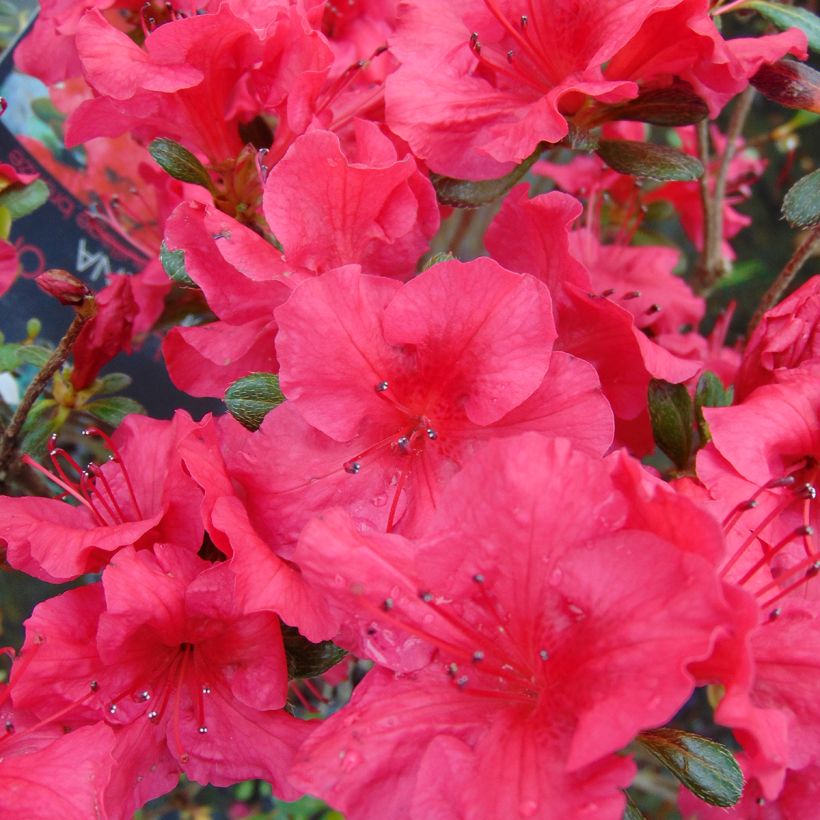 Azalea japonica Johanna (Fioritura)