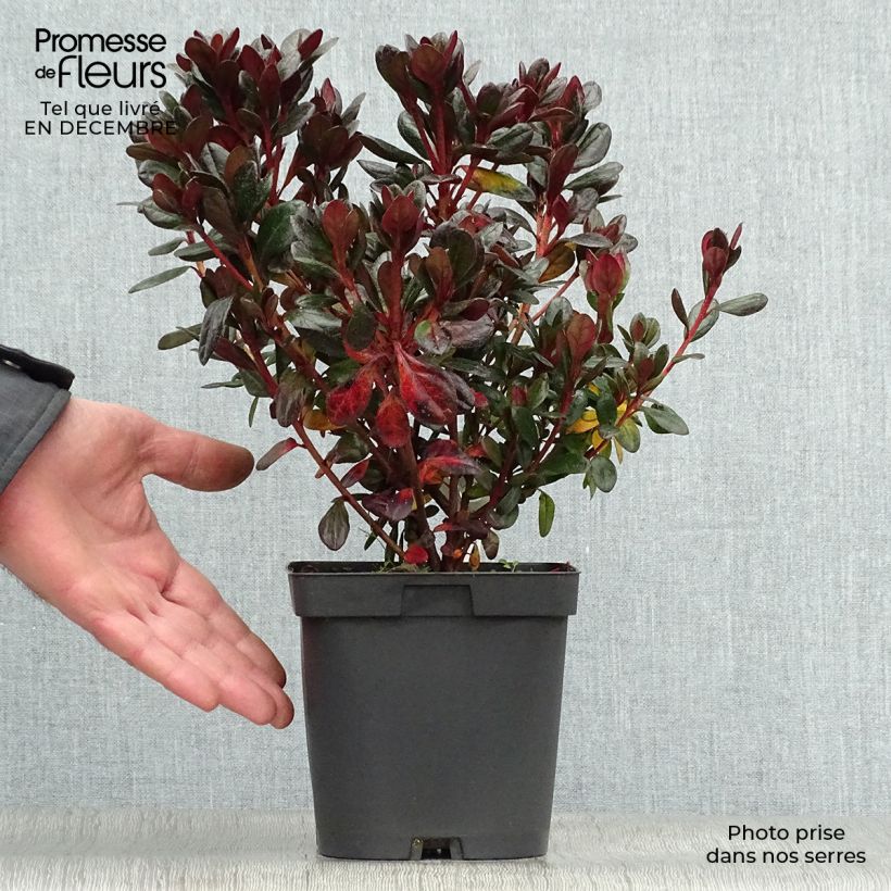 Azalée du Japon Johanna - Rhododendron hybride Pot de 2L/3L esemplare consegnato in inverno