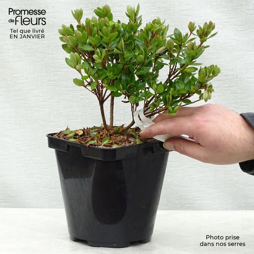 Azalée du Japon Kirin - Rhododendron hybride Pot de 2L/3L esemplare consegnato in inverno