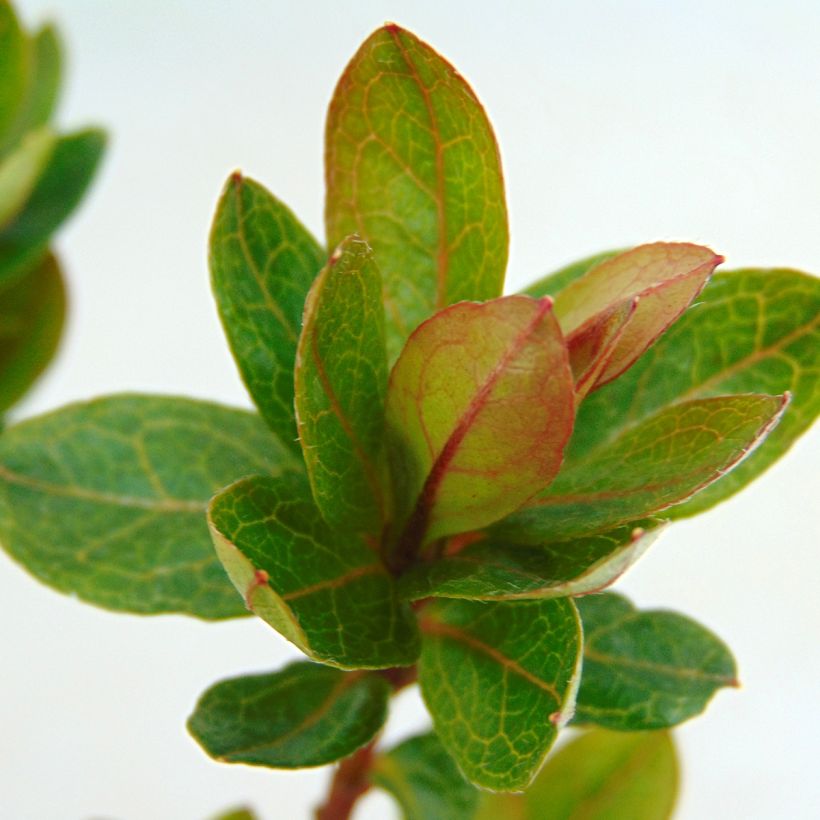 Azalea japonica Kirin (Fogliame)