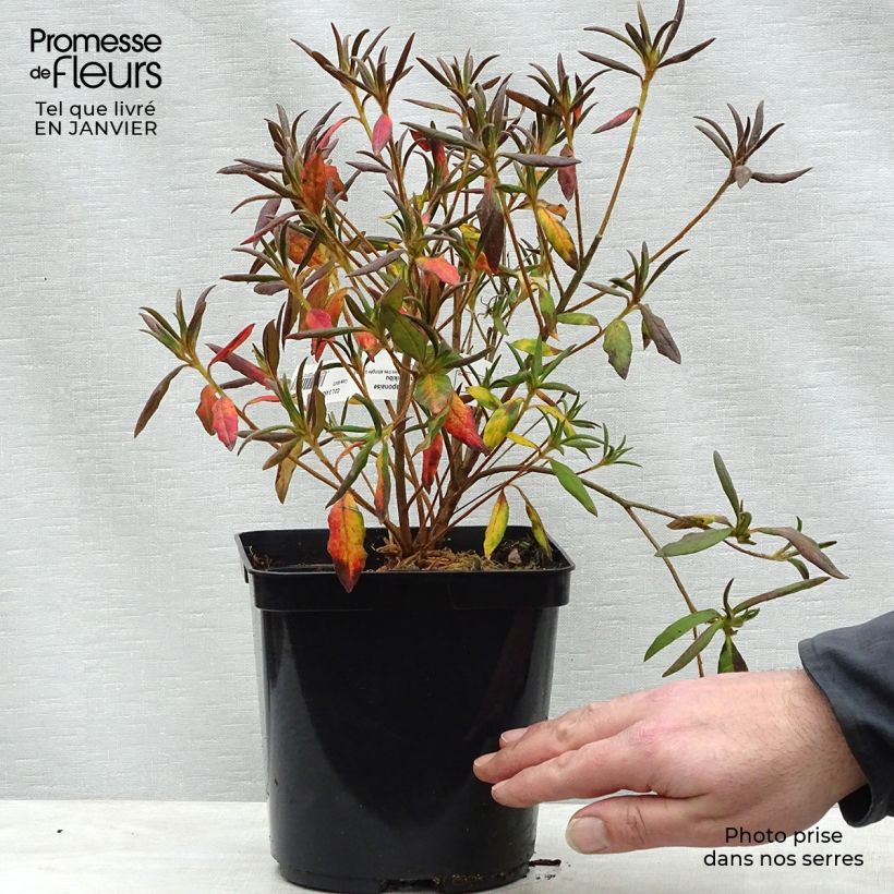 Azalée du Japon Koromo Shikibu - Rhododendron hybride Pot de 2L/3L esemplare consegnato in inverno