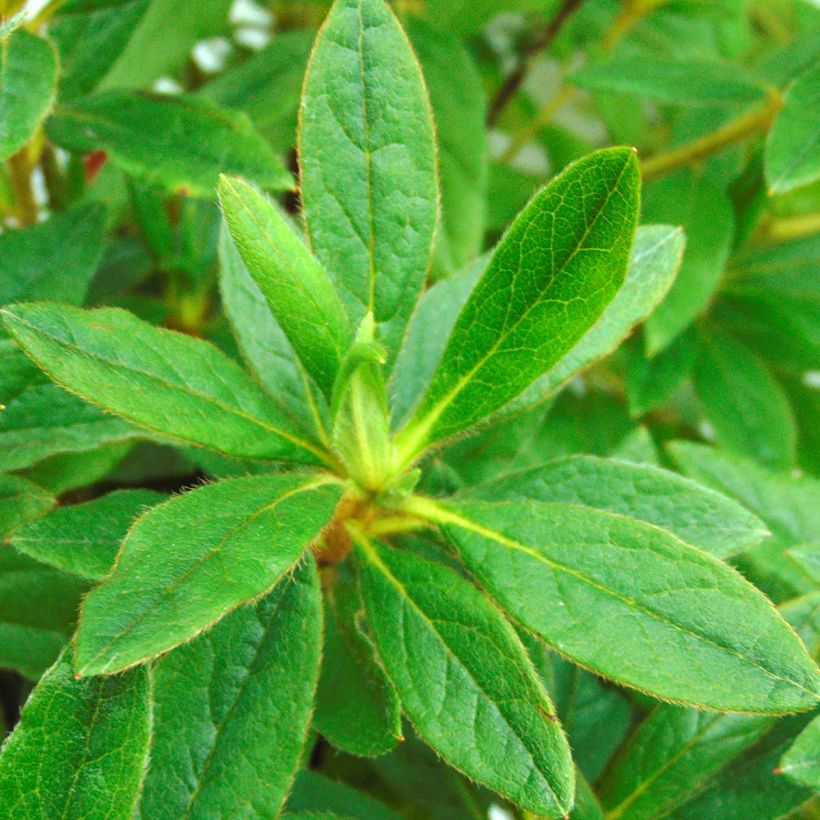 Azalea macrosepalum Koromo Shikibu (Fogliame)