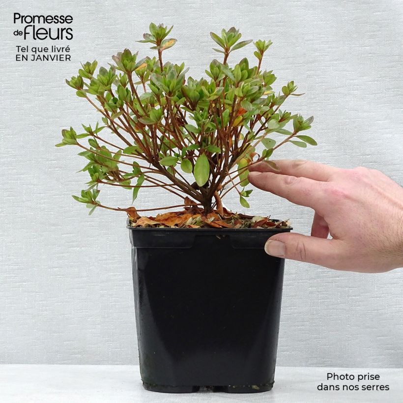 Azalée du Japon Peggy Ann - Rhododendron kaempferi Pot de 2L/3L esemplare consegnato in inverno