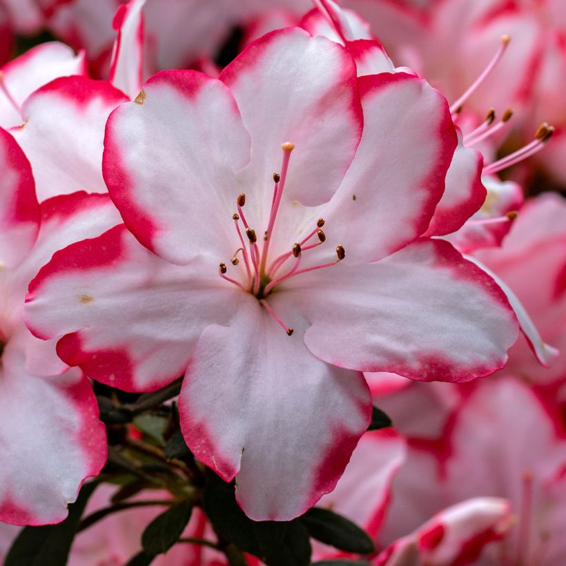 Azalea Sachsenstern (Fioritura)