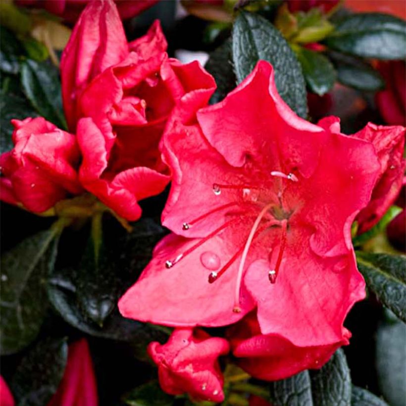 Azalea japonica Vuyk's Rosyred (Fioritura)