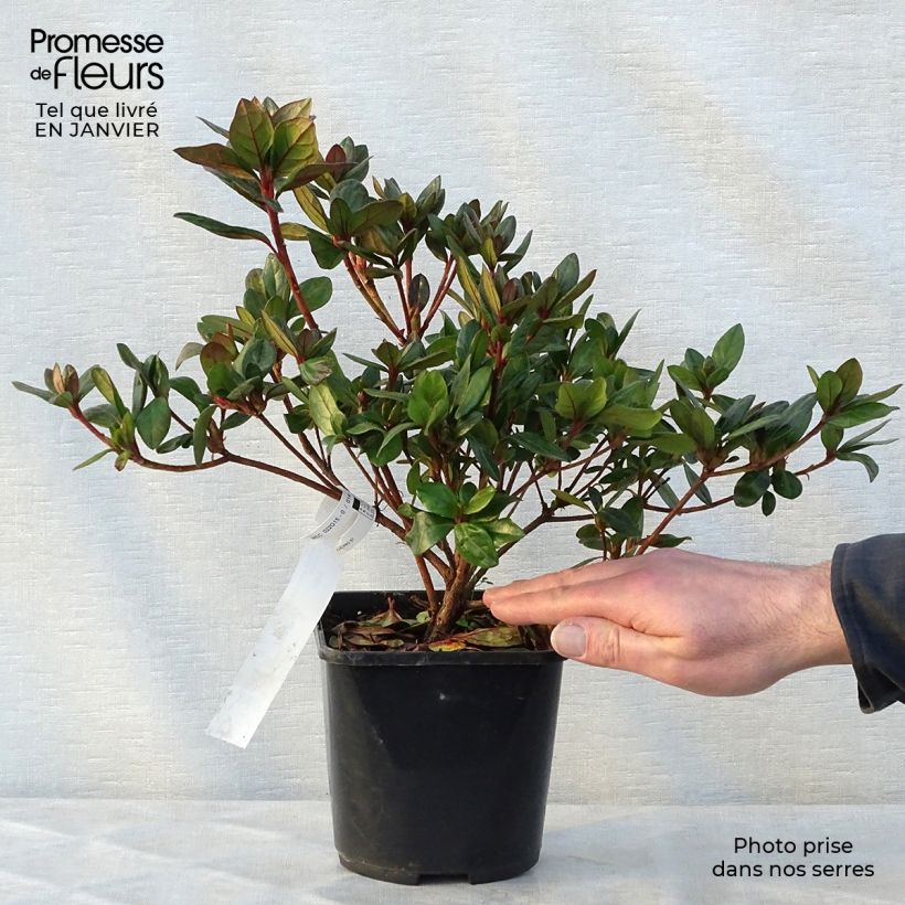 Azalée du Japon Vuyk's Scarlet - Rhododendron hybride. Pot de 2L/3L esemplare consegnato in inverno