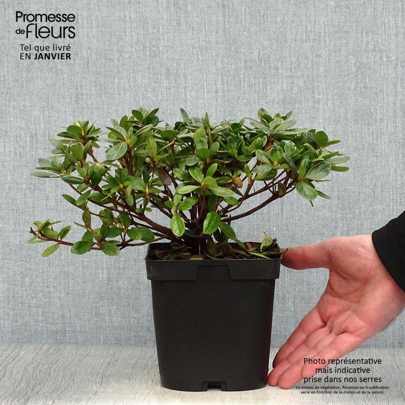 Azalée du Japon Vuyk's Rosyred - Rhododendron hybride. Pot de 2L/3L esemplare consegnato in inverno